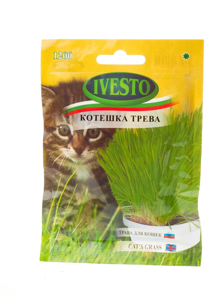 Семена за котешка трева Ivesto