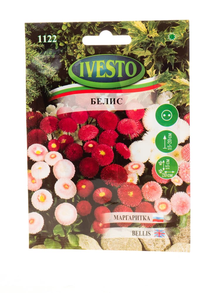 Семена за белис Ivesto