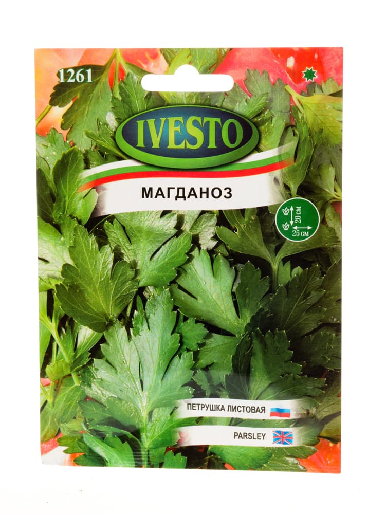Семена за едър магданоз Ivesto