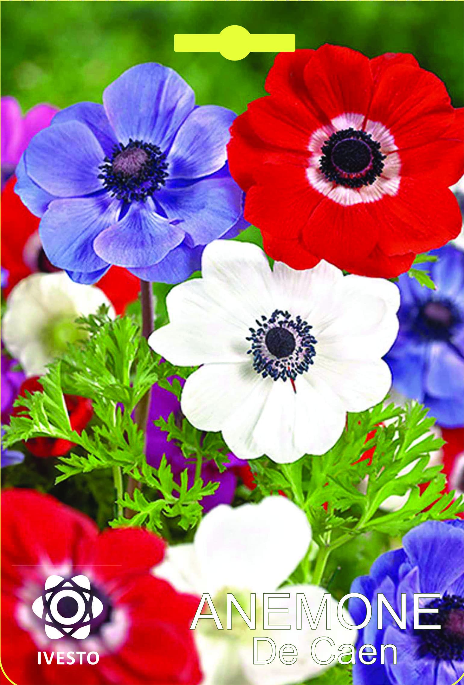 Луковици Анемоне Coronaria De Caen