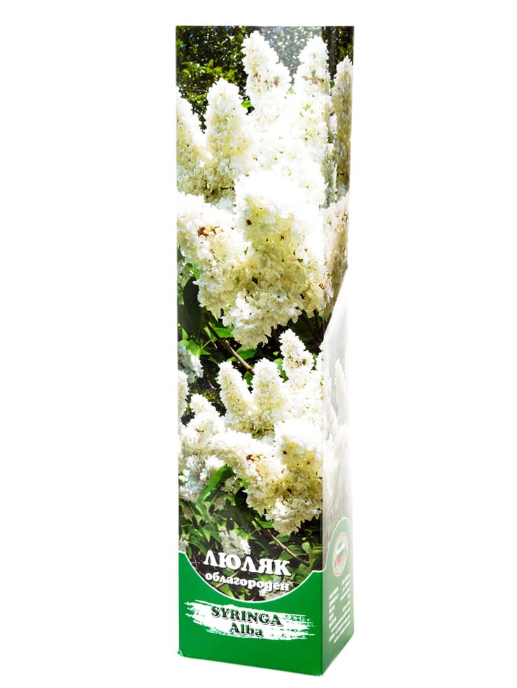 Люляк Alba