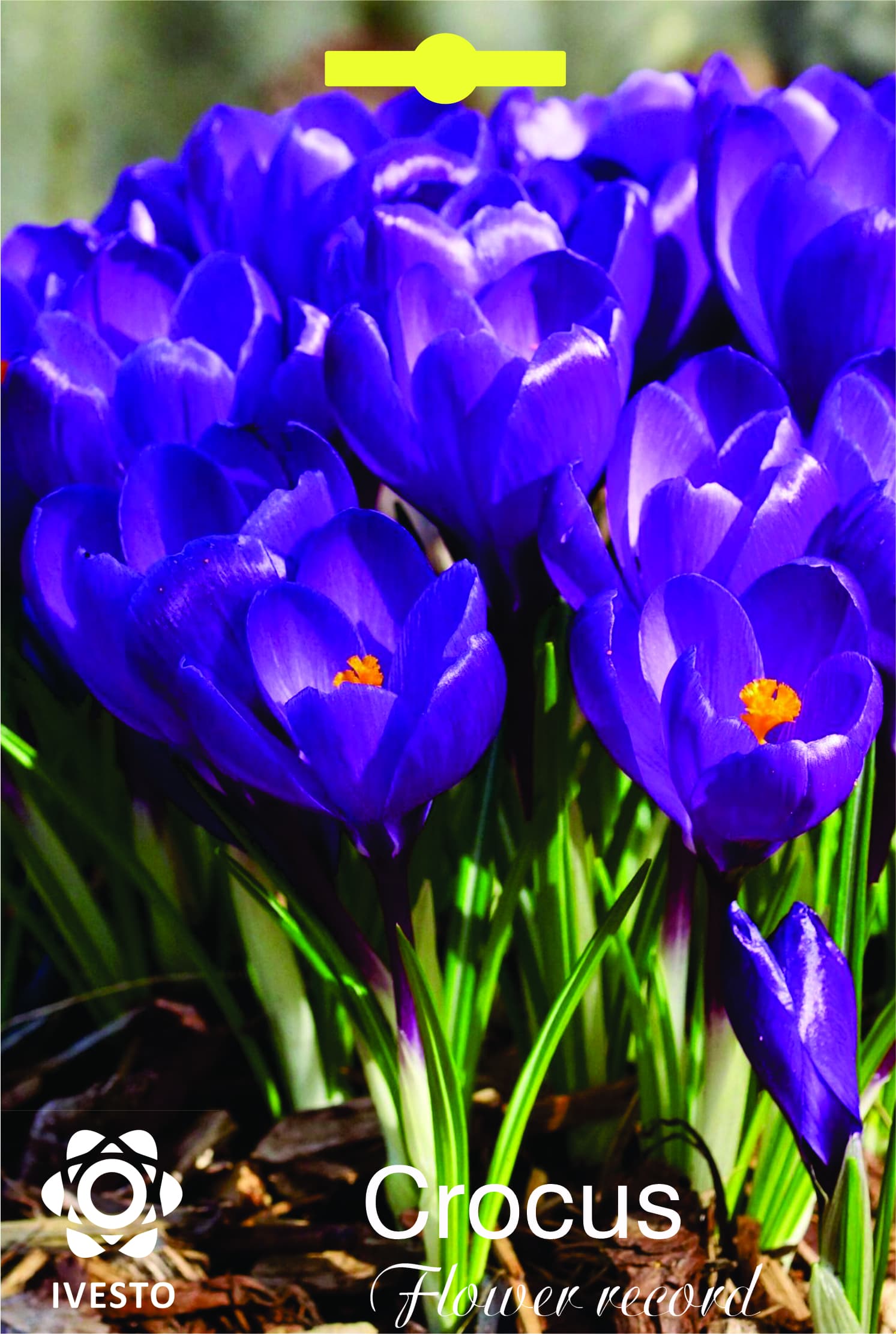 Луковици минзухар Flower Record