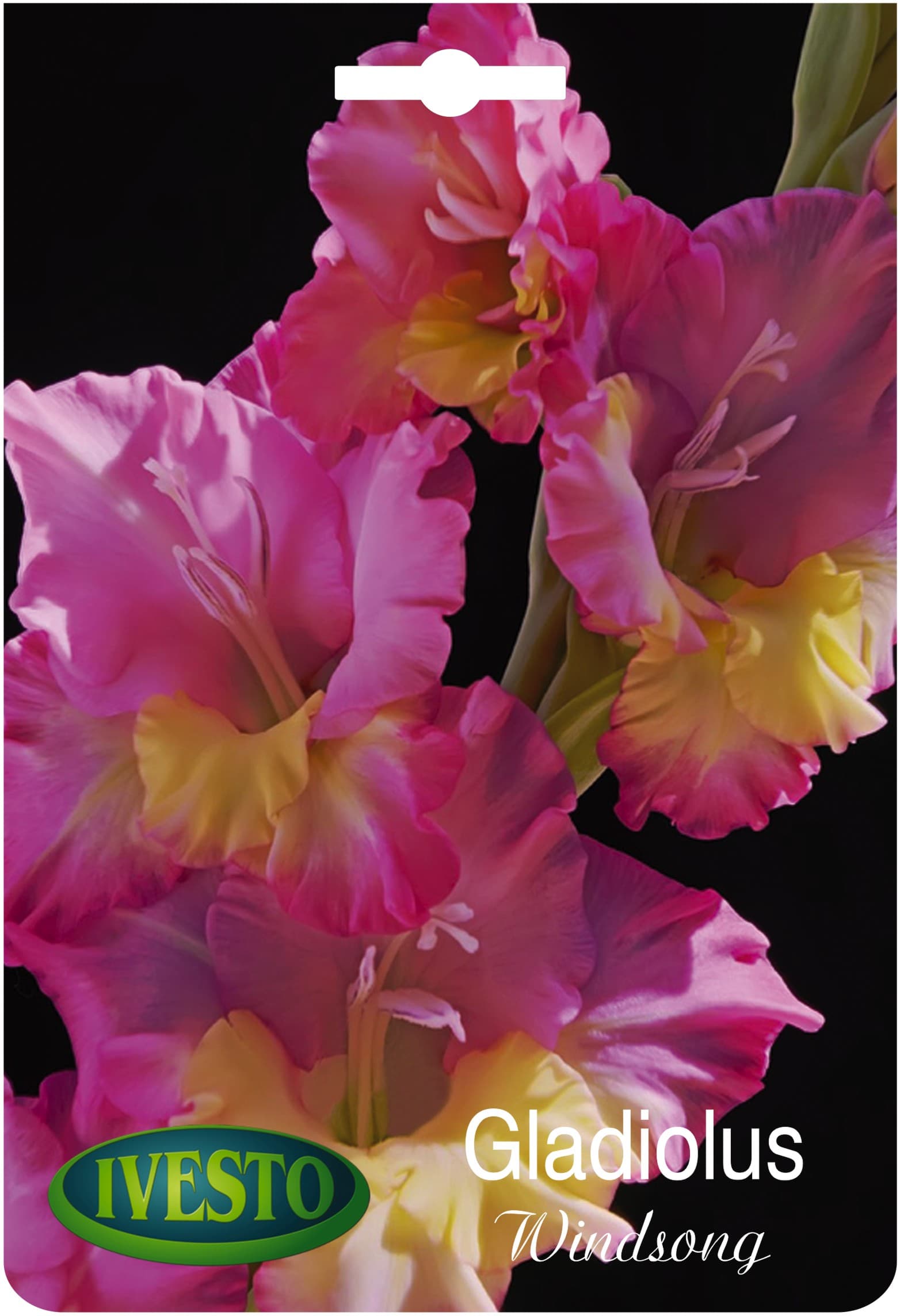 Луковици Гладиола / Gladiolus Windsong