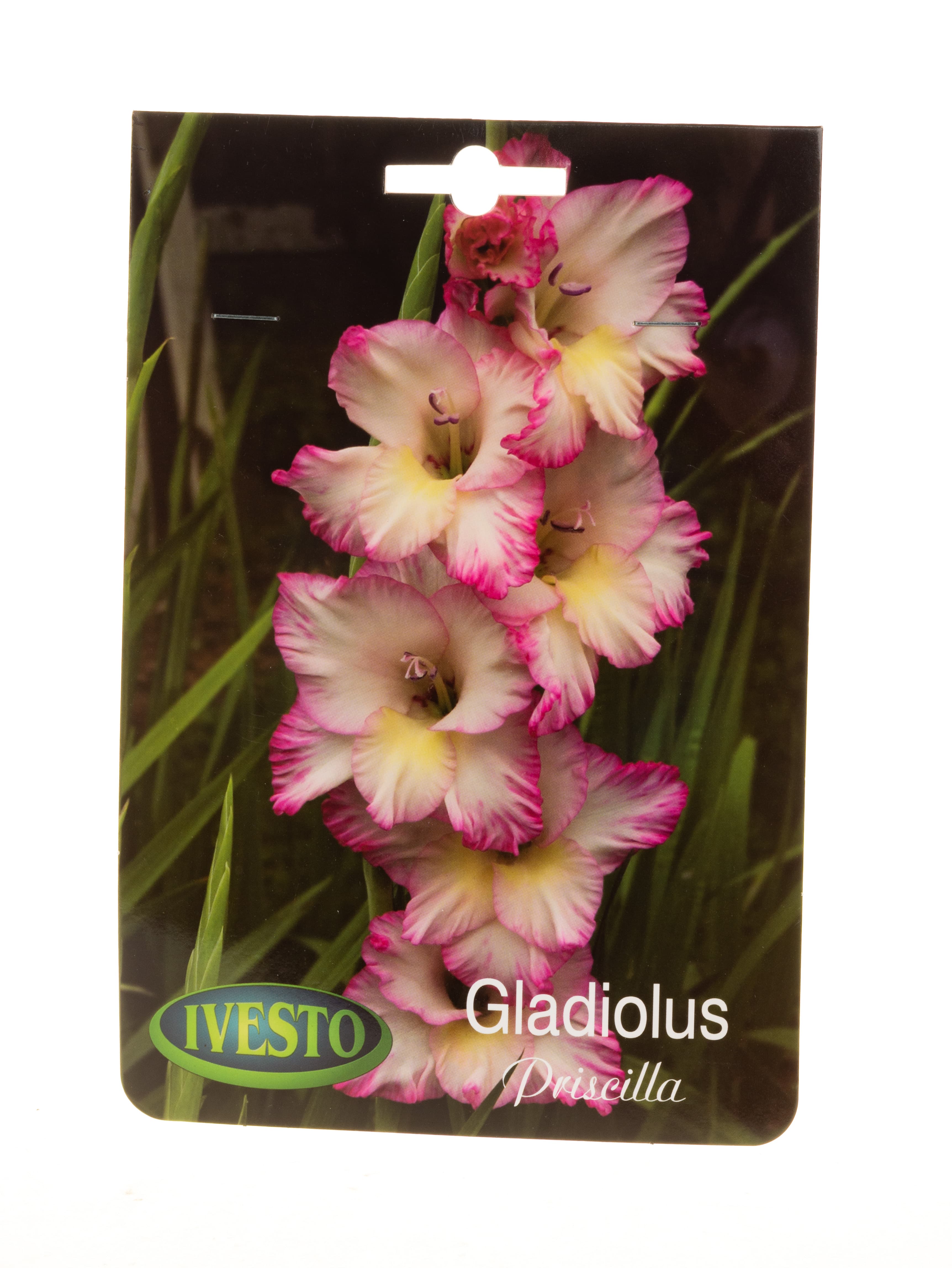 Луковици гладиола / Gladiolus Priscilla Ivesto