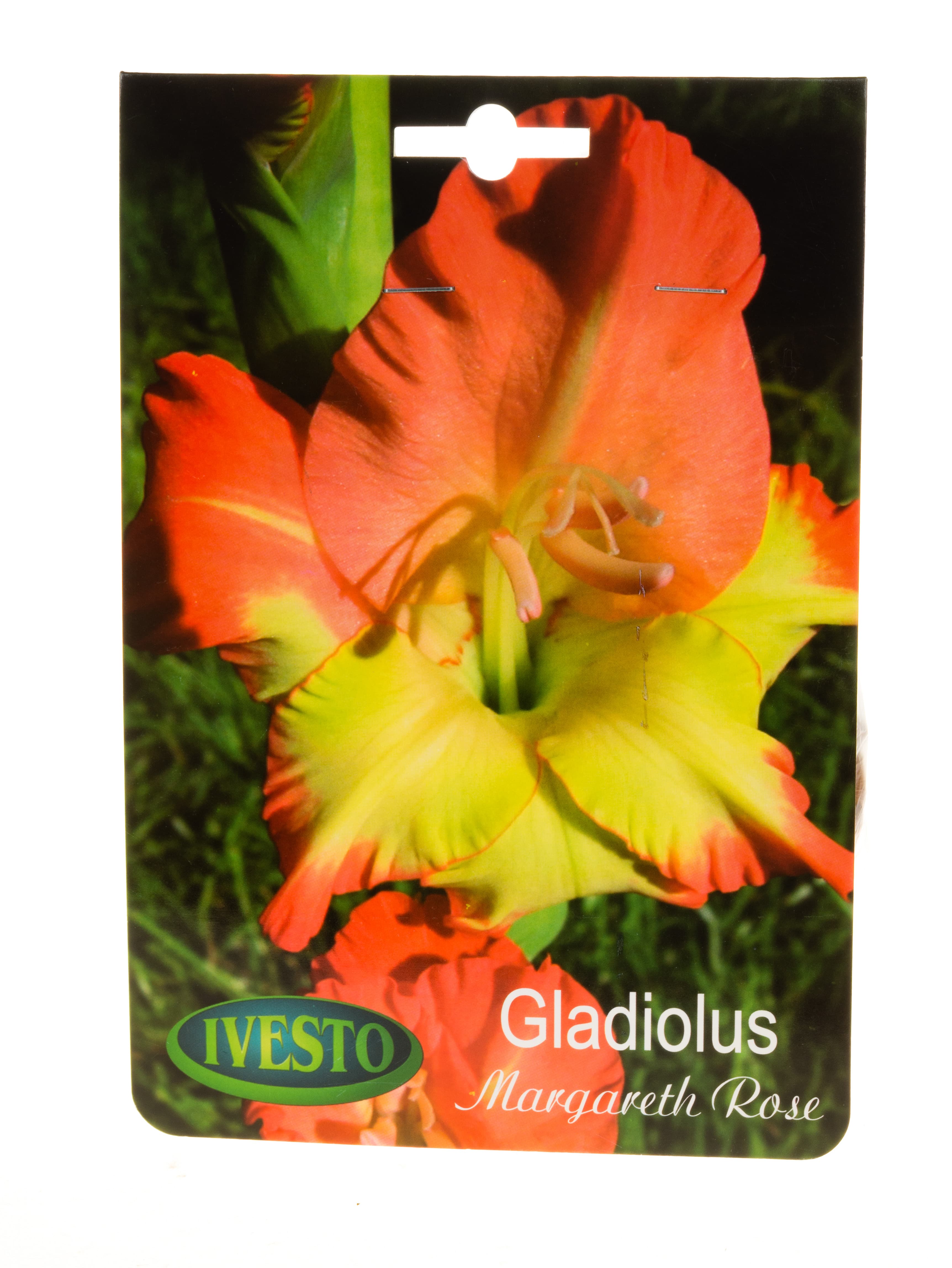 Луковици гладиола / Gladiolus Margareth Rose Ivesto