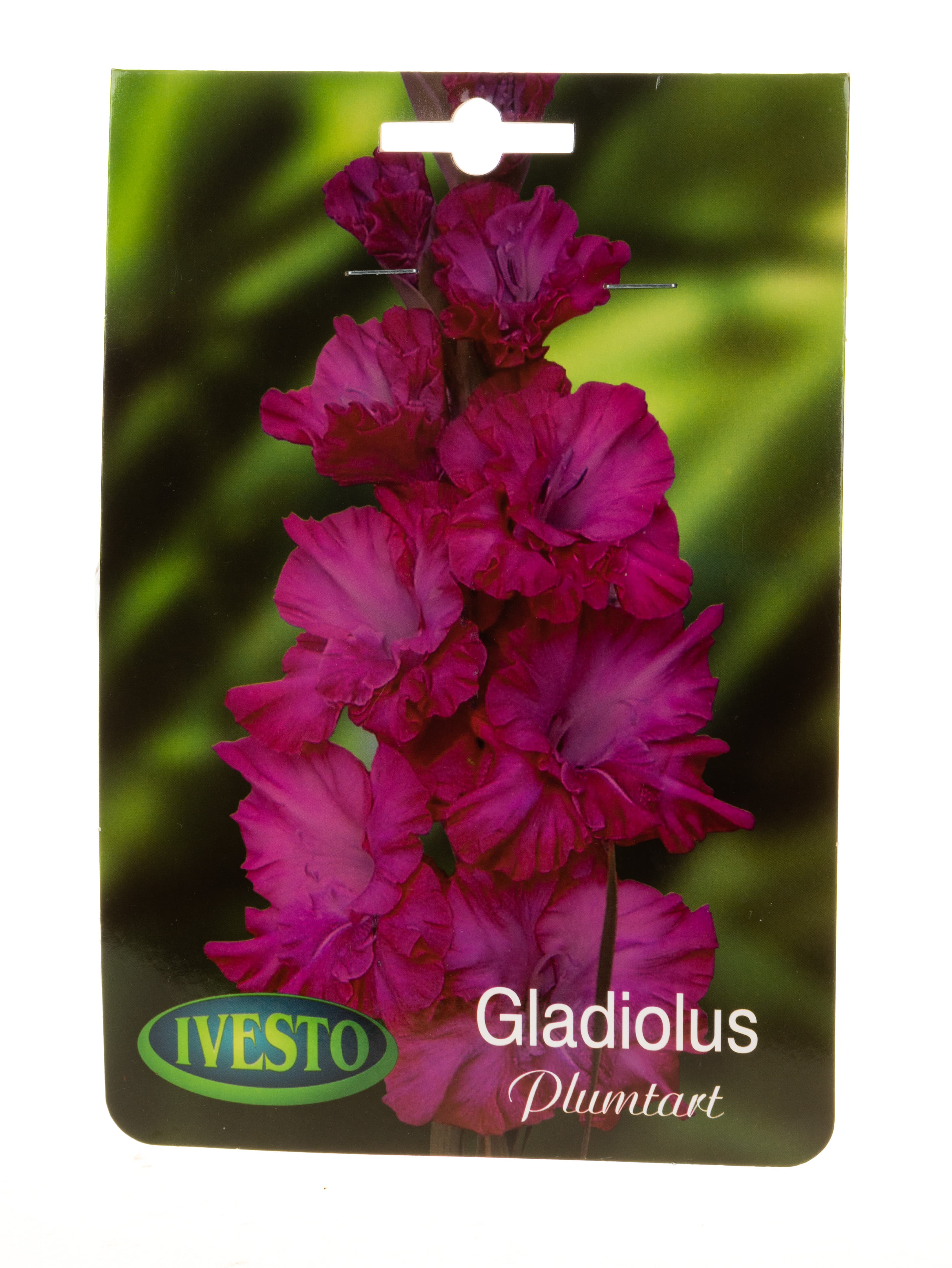 Луковици гладиола / Gladiolus Plumtart Ivesto 