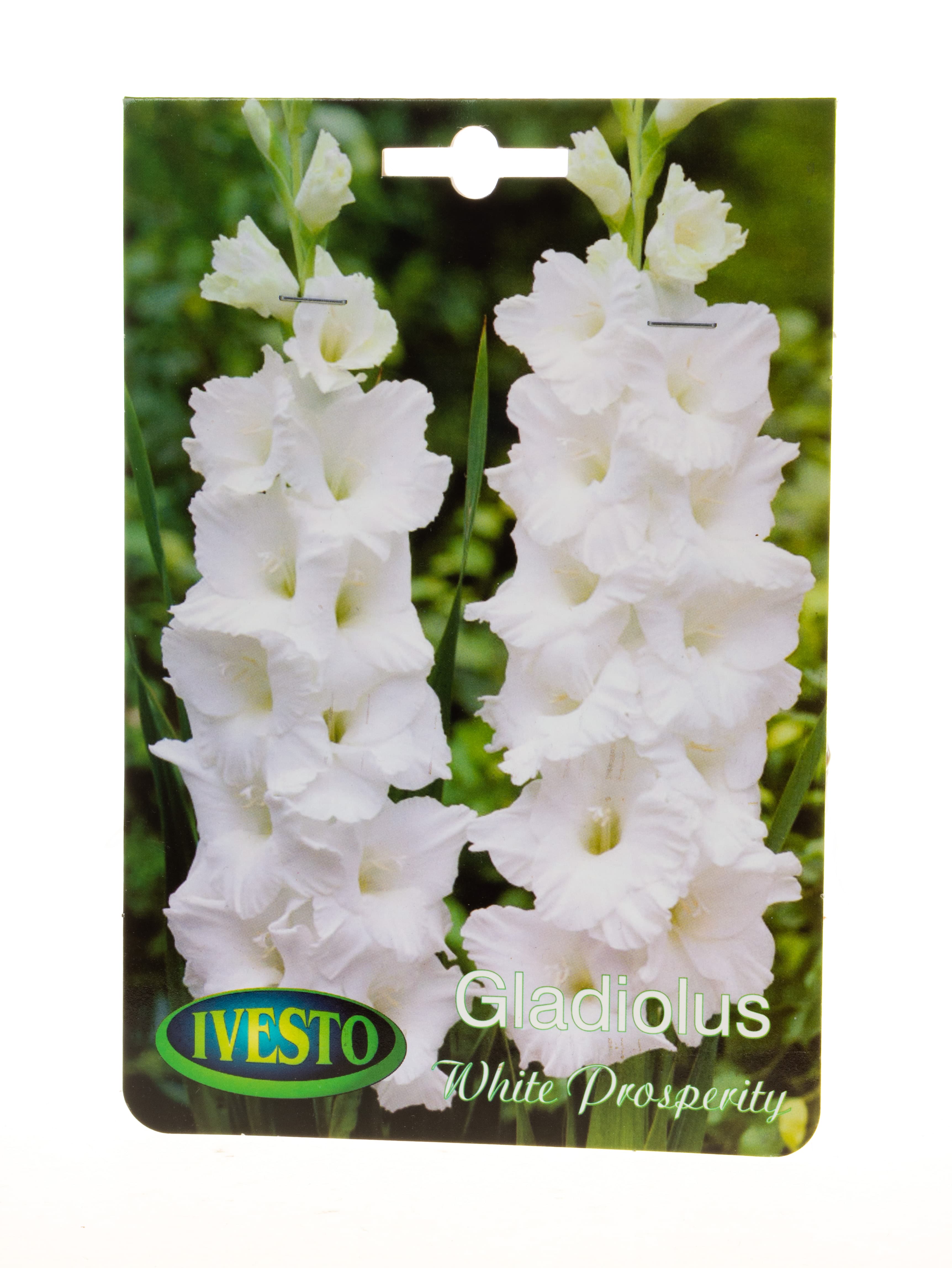 Луковици гладиола / Gladiolus White Prosperity Ivesto