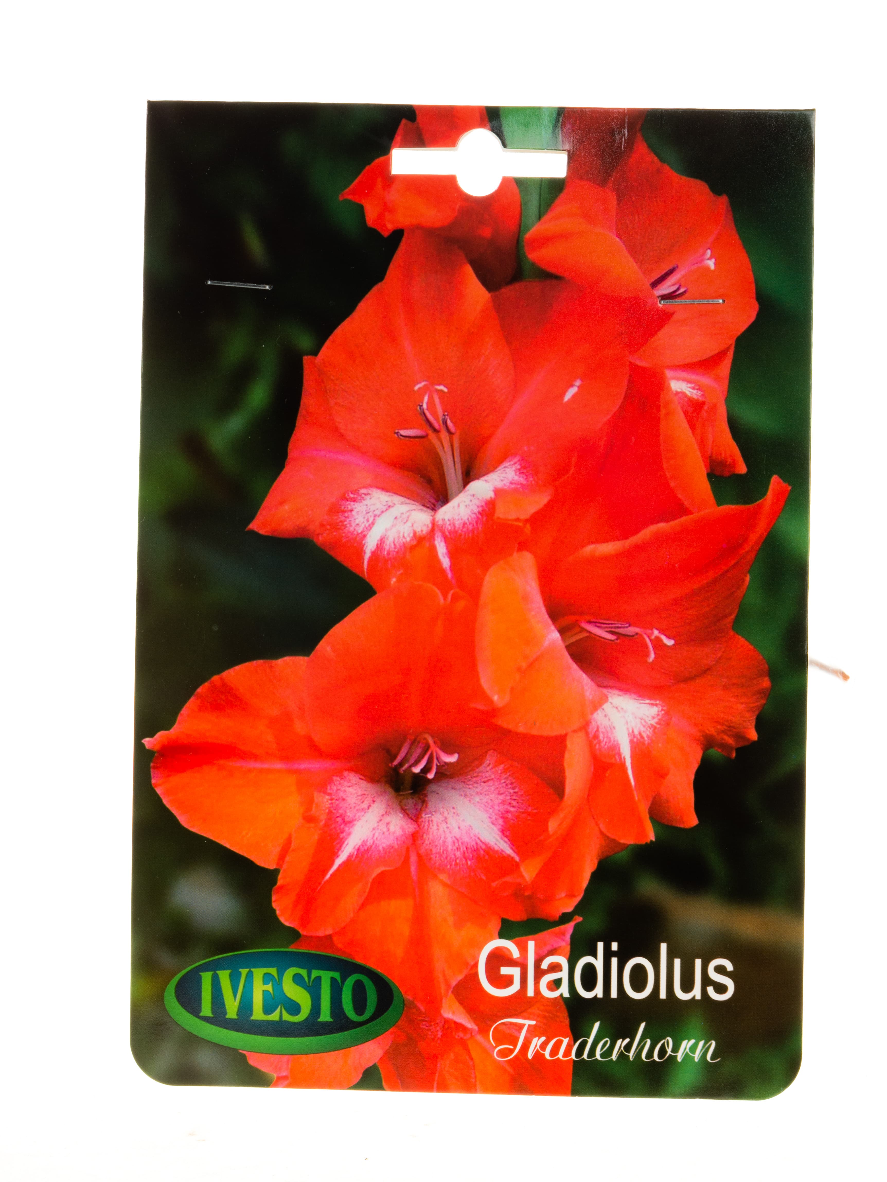 Луковици гладиола / Gladiolus Tradehorn Ivesto