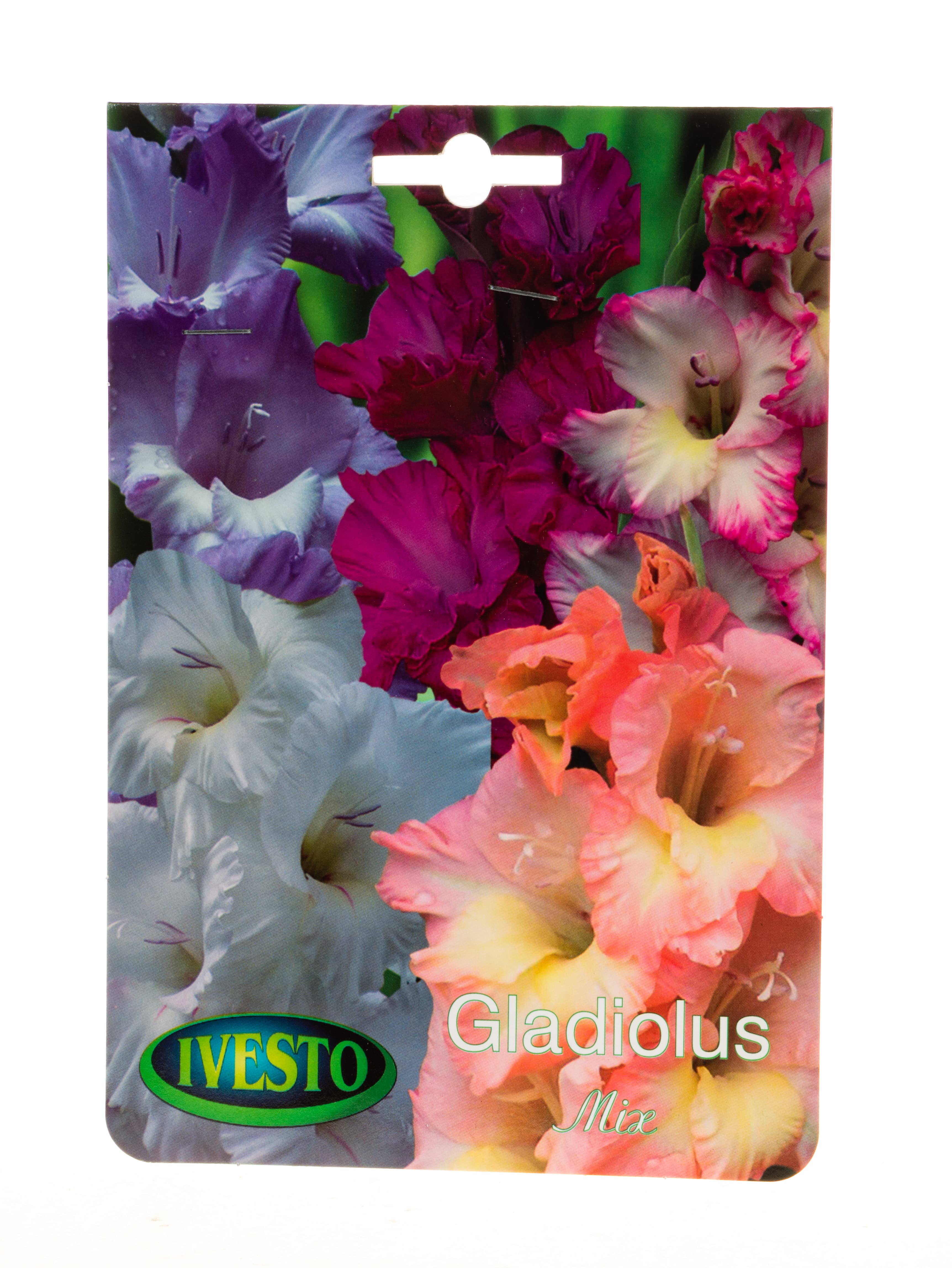 Луковици гладиола микс / Gladiolus Ivesto 