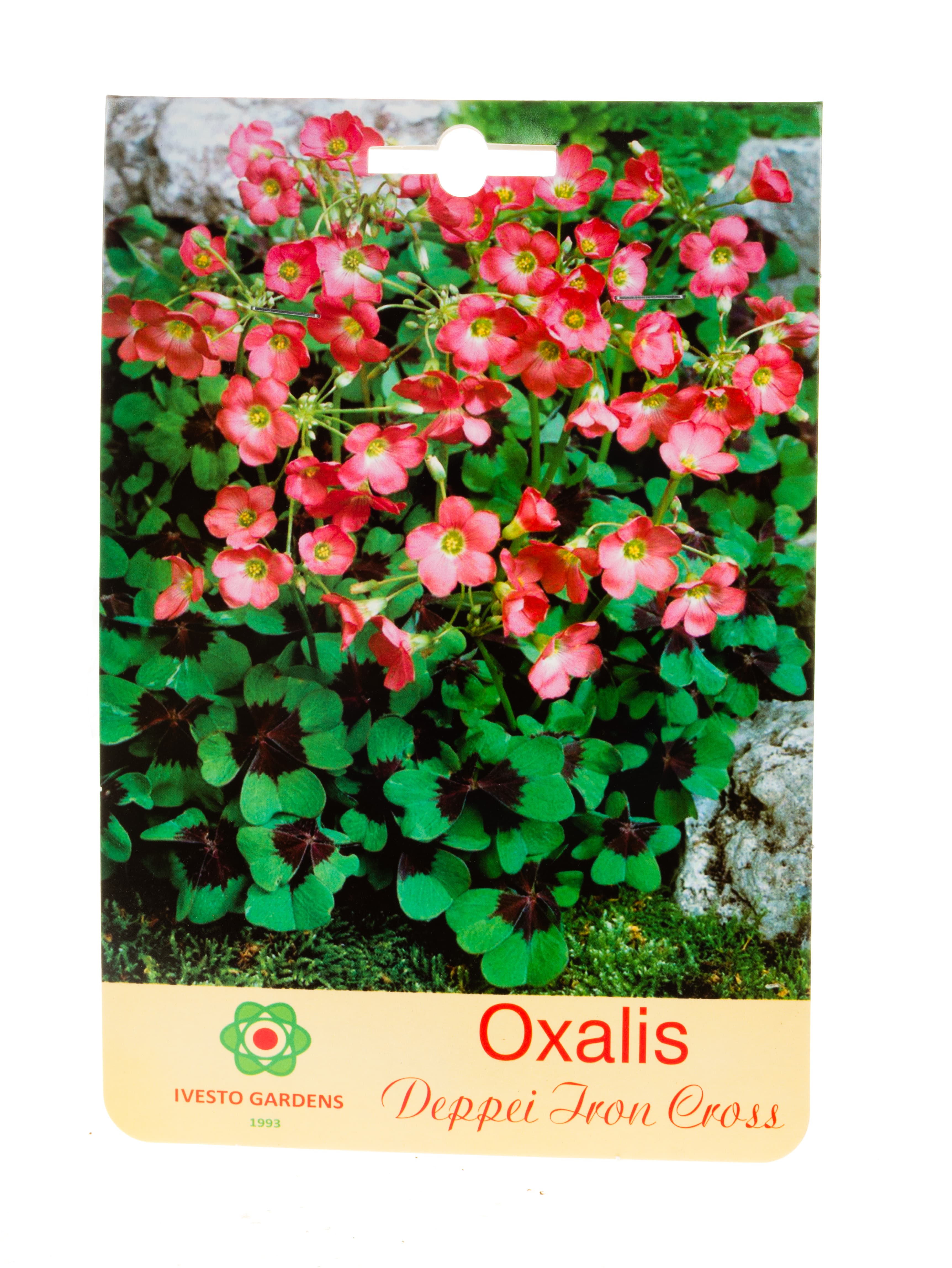 Луковици оксалис / Oxalis Iron Cross Ivesto  