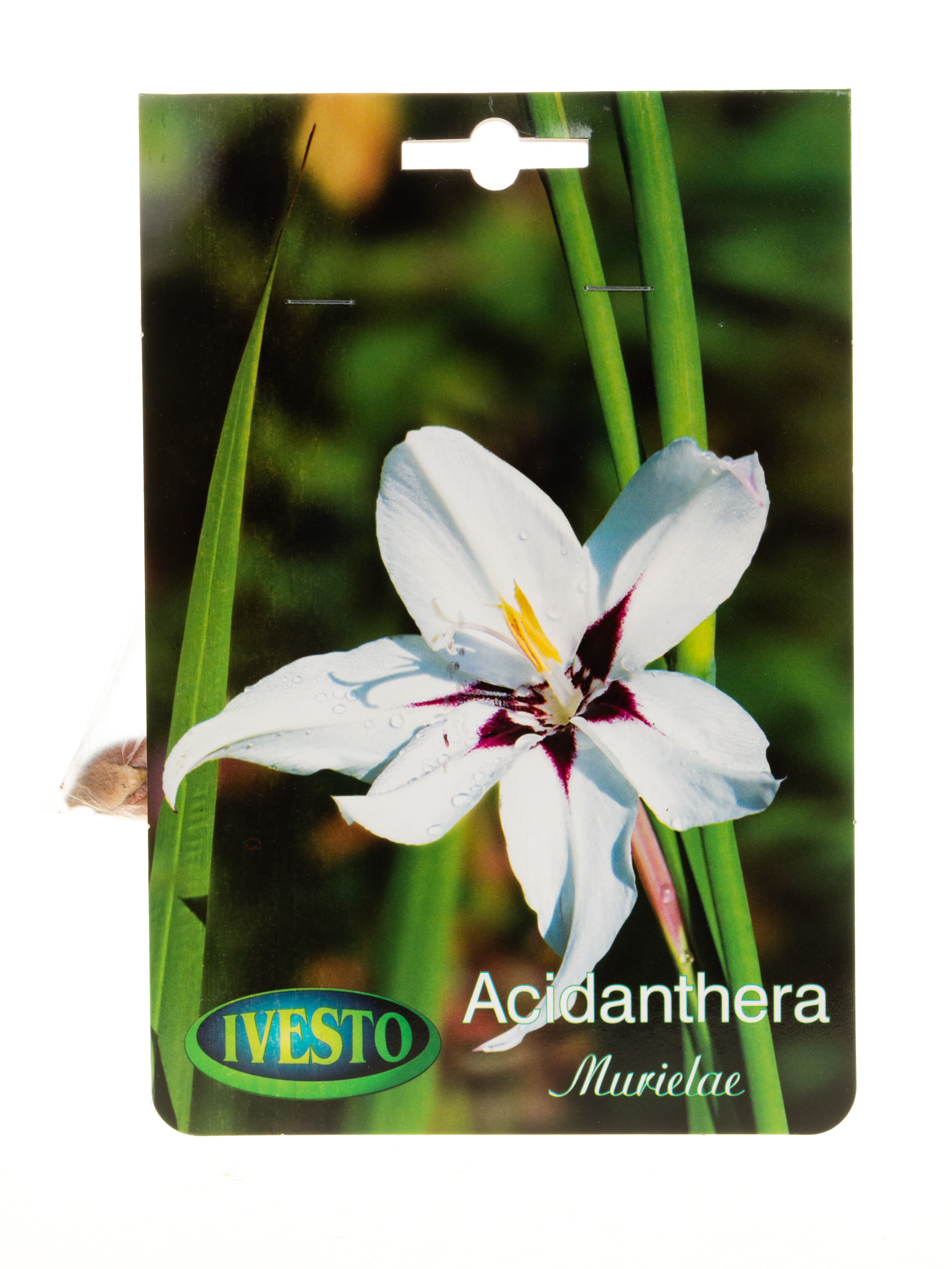 Луковици ацидантера / Acidanthera Murielae Ivesto  
