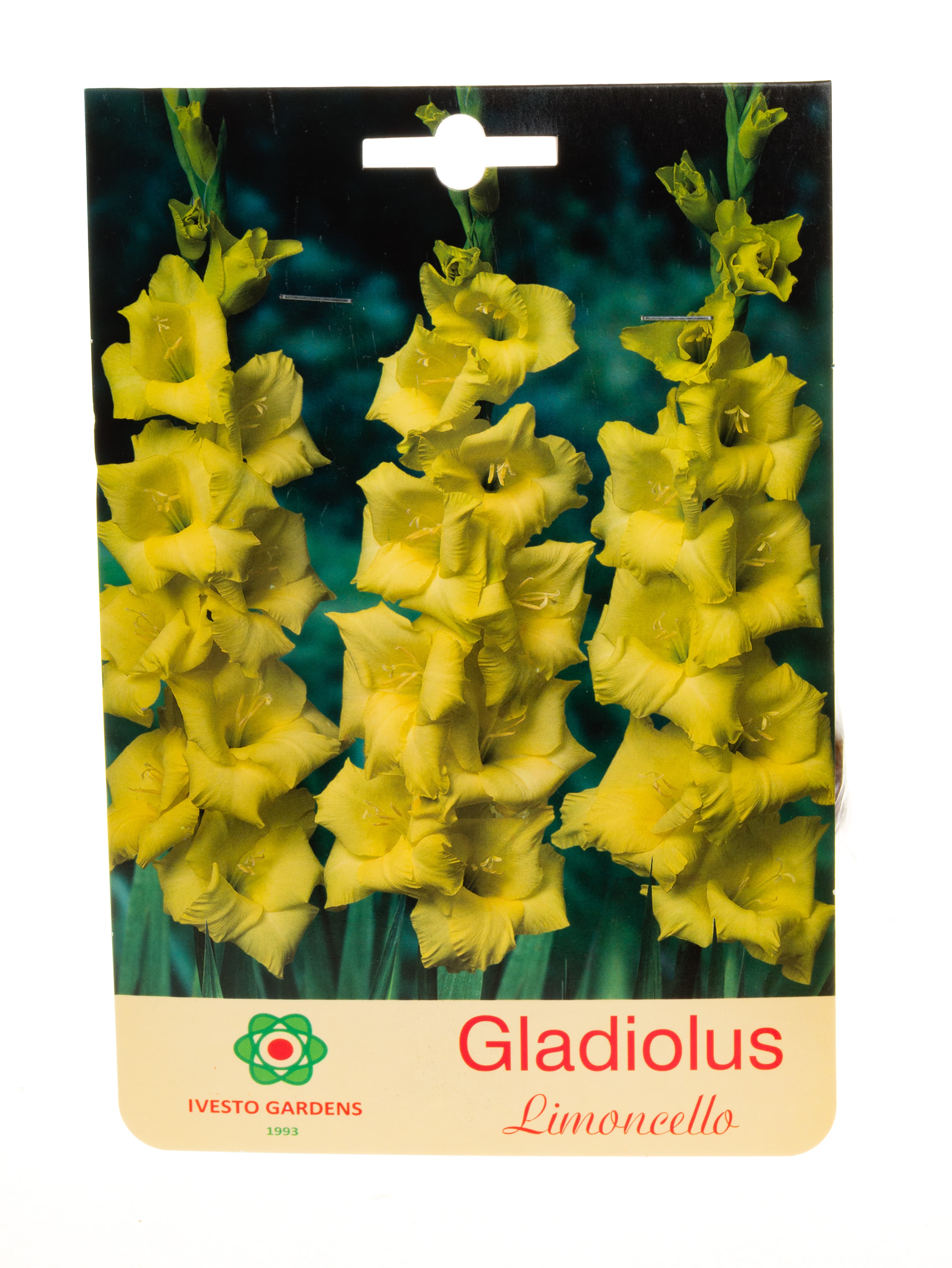 Луковици гладиола / Gladiolus Limoncello Ivesto