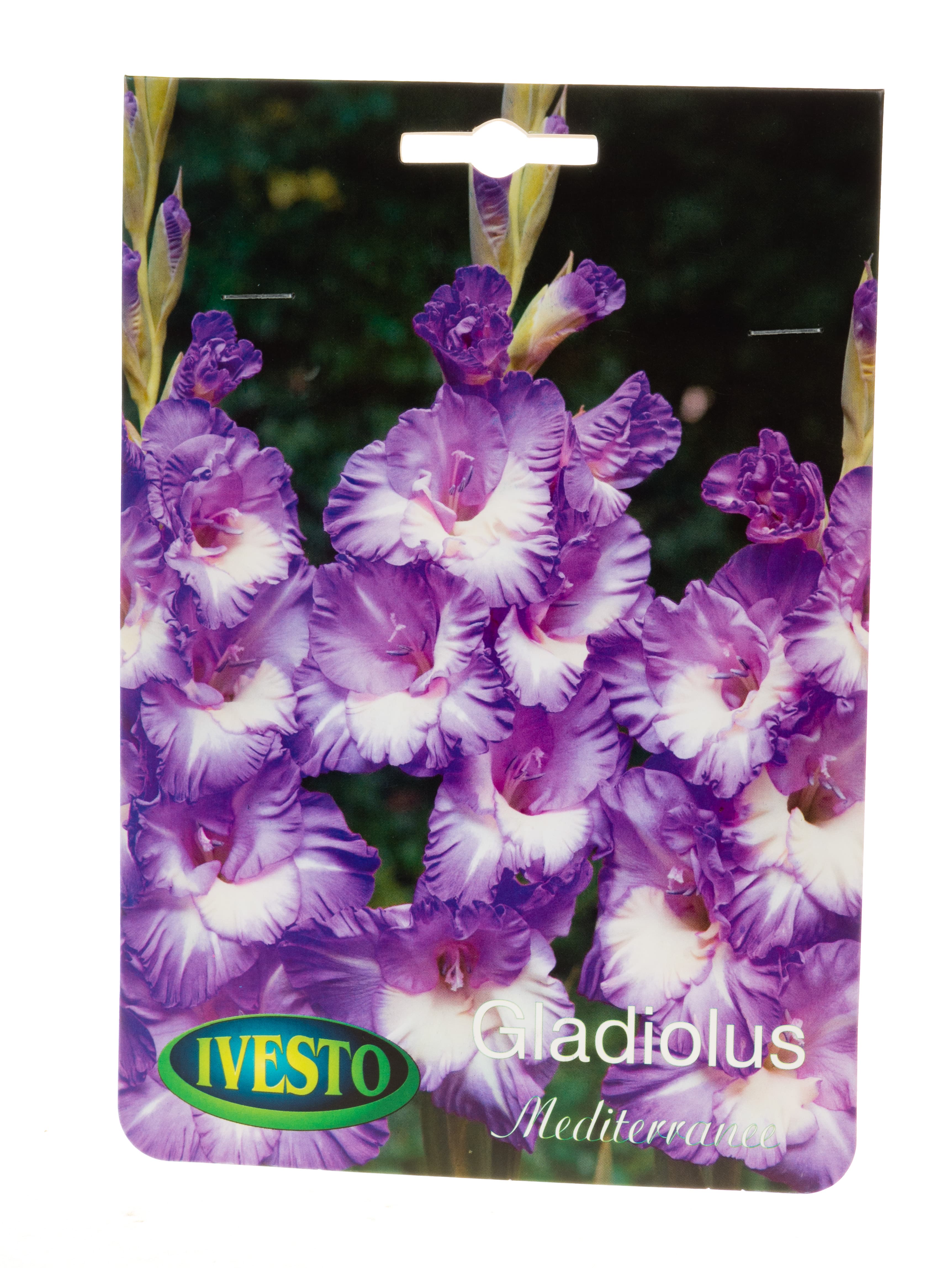 Луковици гладиола / Gladiolus Mediterranee Ivesto  