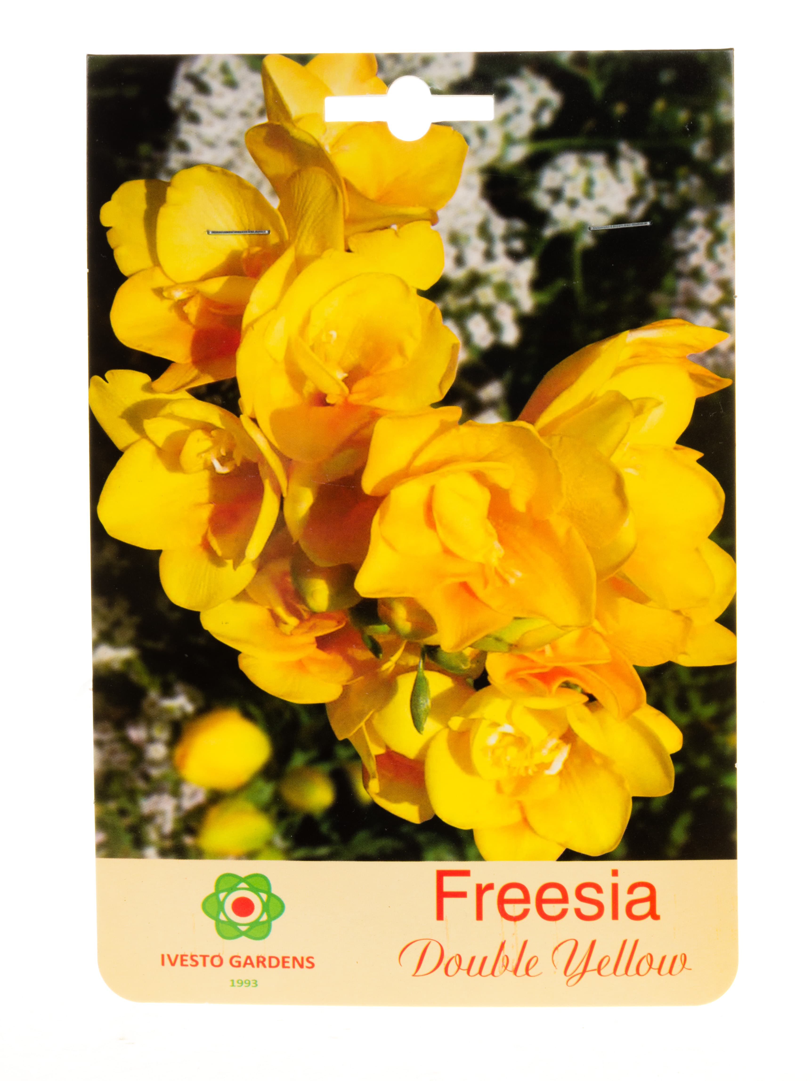 Луковици фрезия / Freesia Double Flowering Yellow Ivesto  