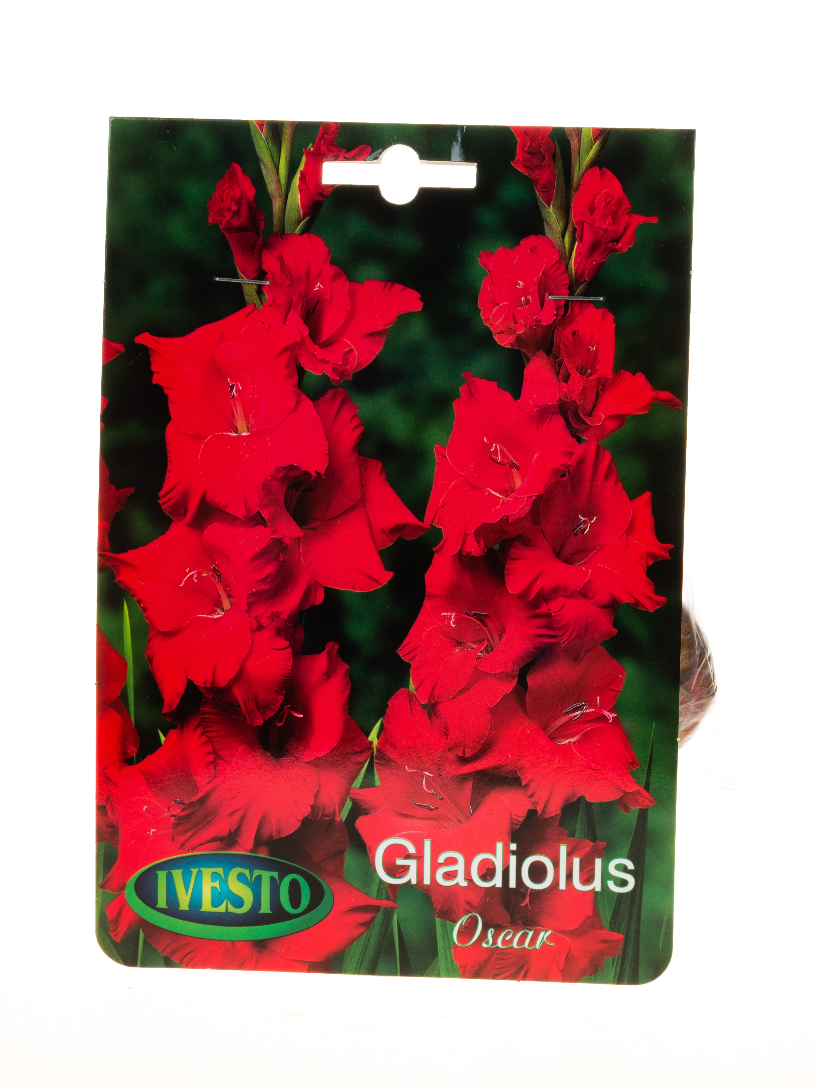 Луковици гладиола Gladiolus Oscar Ivesto