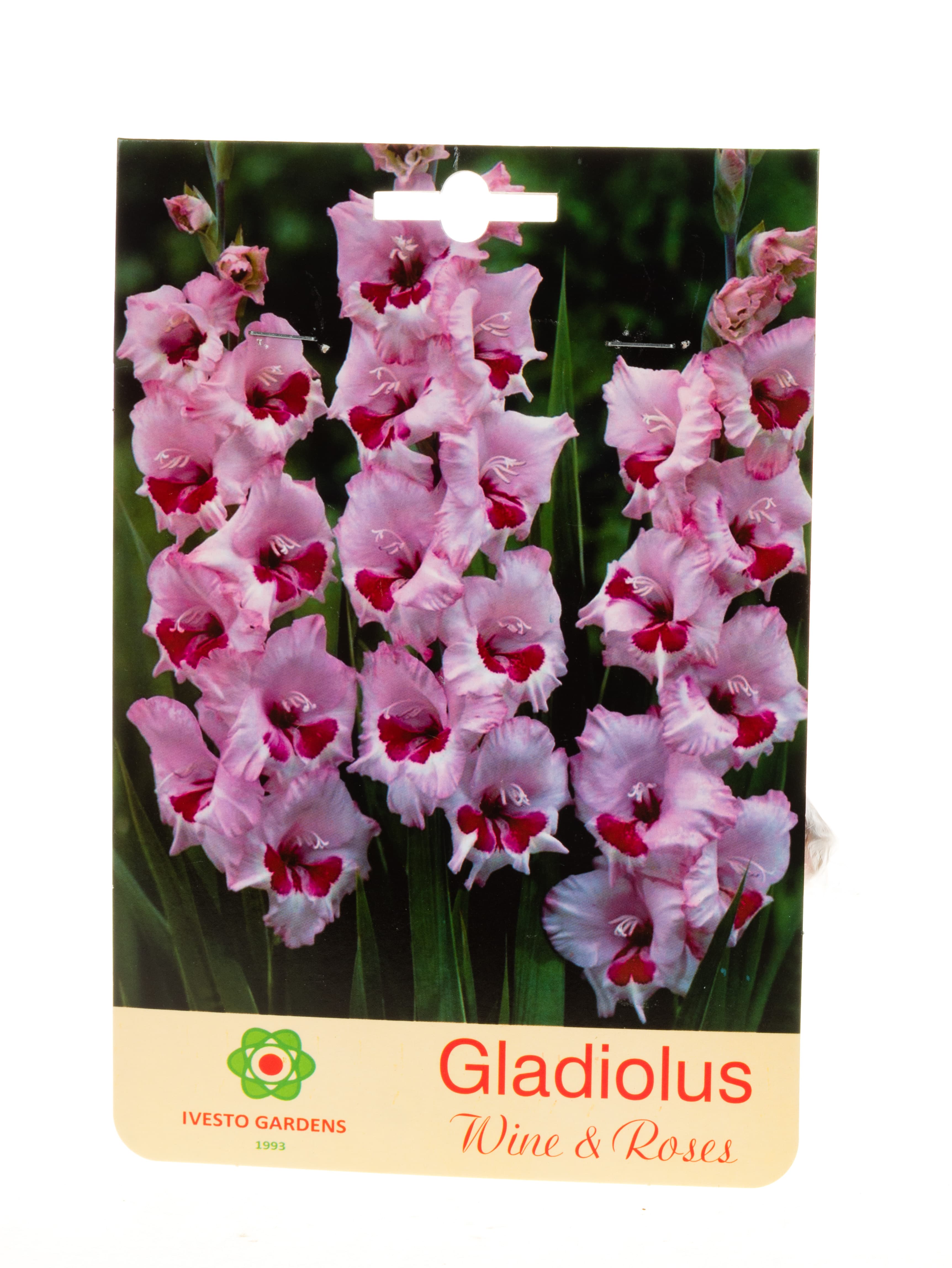Луковици гладиола / Gladiolus Wine end Roses Ivesto