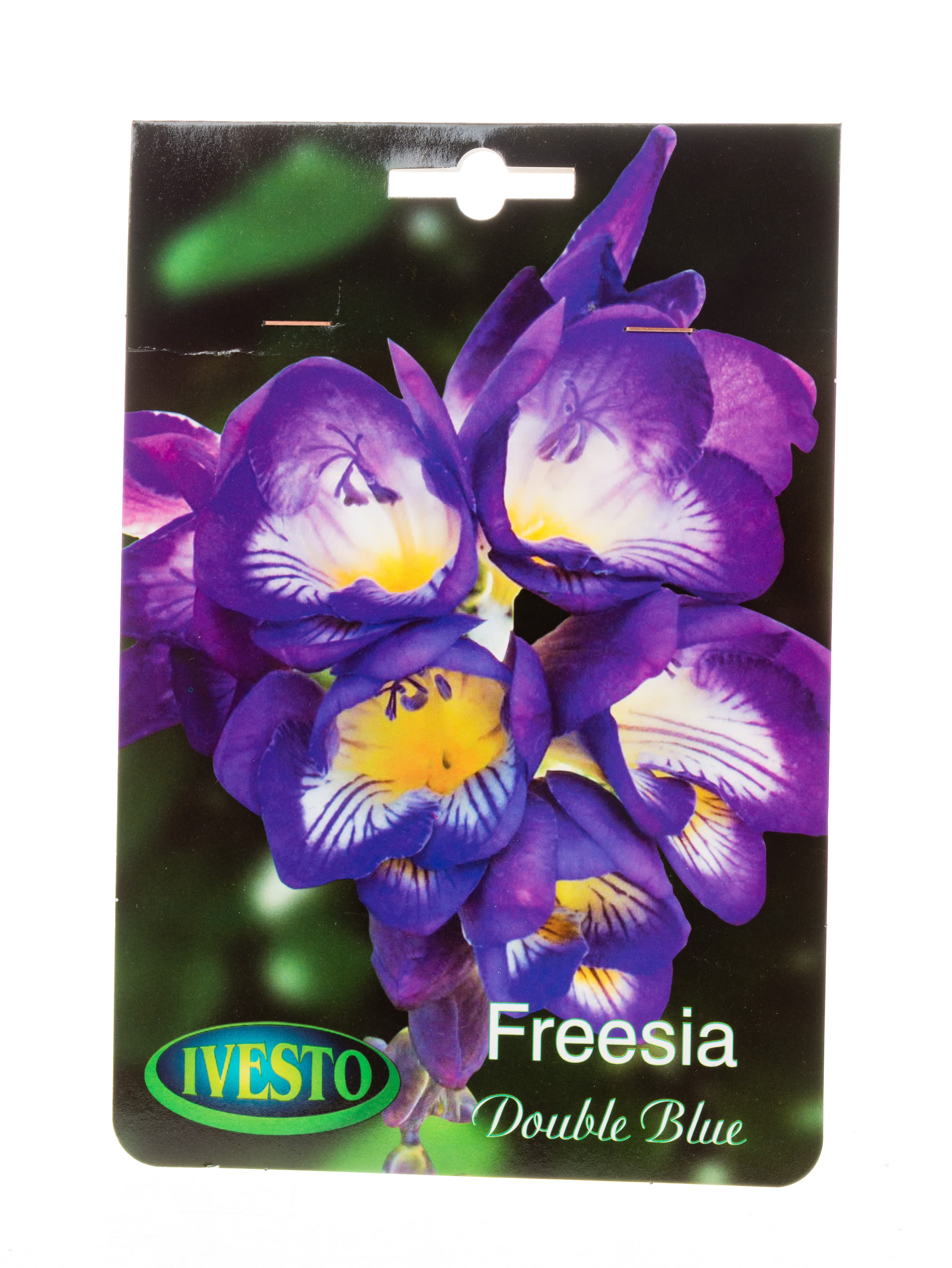 Луковици Фрезия / Freesia double flowering blue