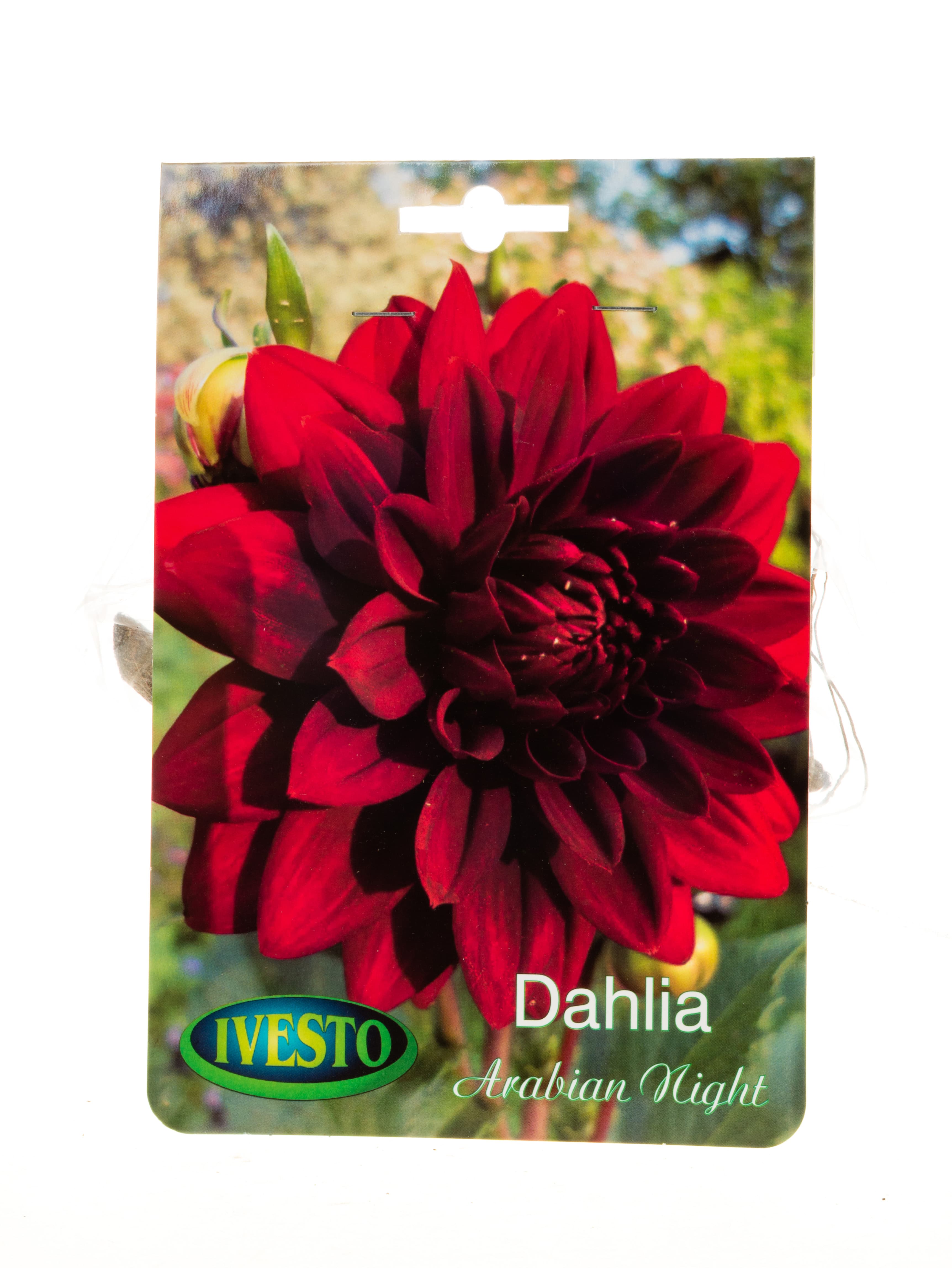 Луковици далия / dahlia Arabian night