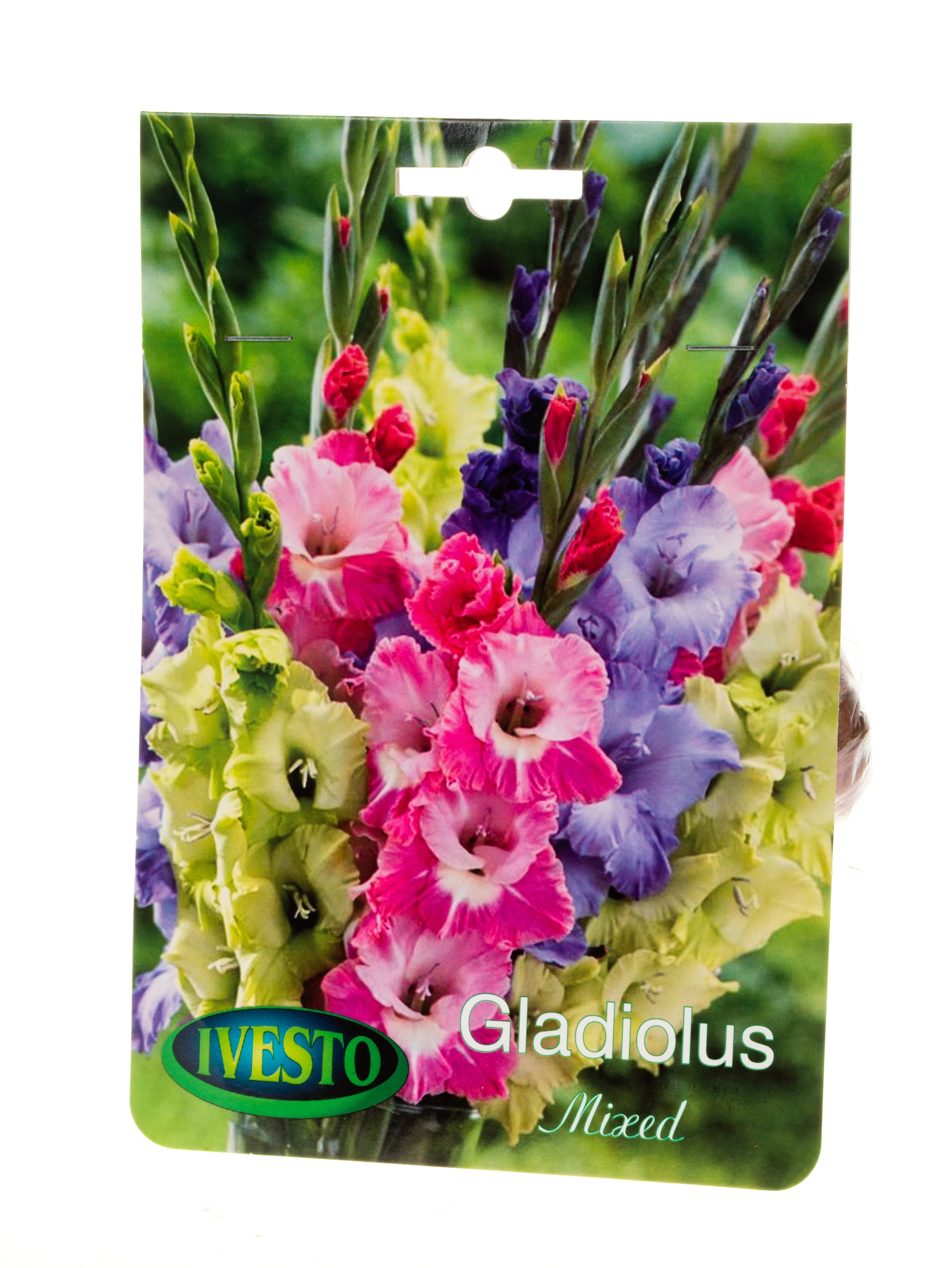 Луковици гладиола Mixed tricolor 1 Ivesto