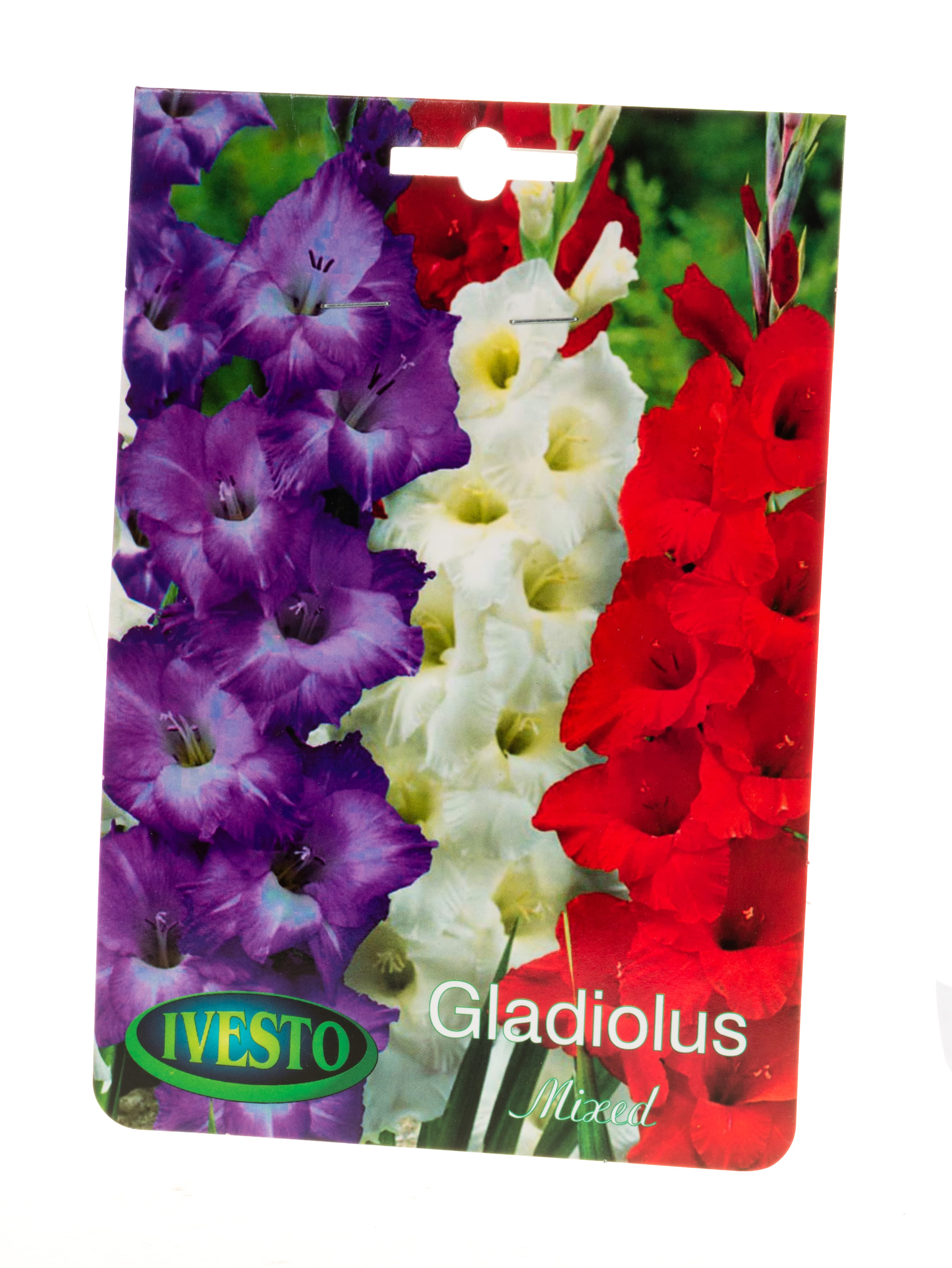 Луковици гладиола Mixed tricolor 2 Ivesto