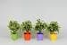 Бенджаминс  Colour pot Jute C12