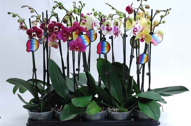 Орхидея Phalaenopsis 2 / C12