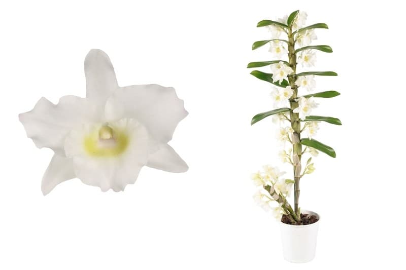 Дендробиум Dendrobium nobile white C12