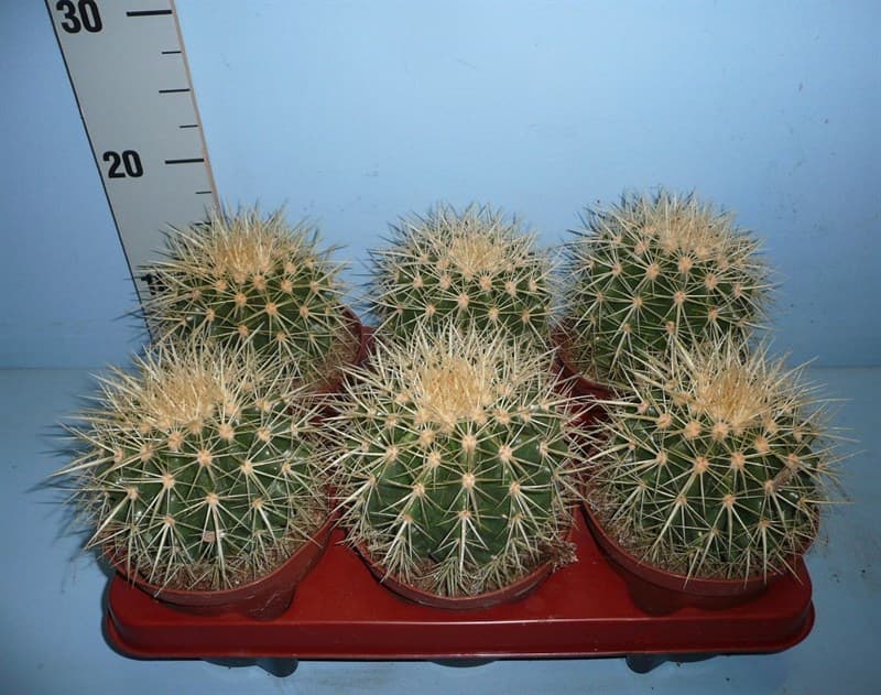 Кактус Echinocactus C13