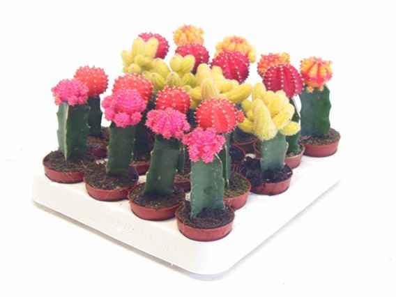 Кактус Gymnocalycium mix