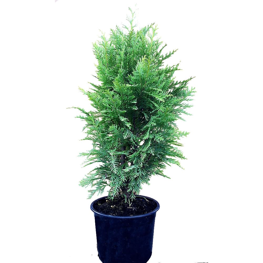 Лъжекипарис Глобус 30/40 3л Chamaecyparis Globus