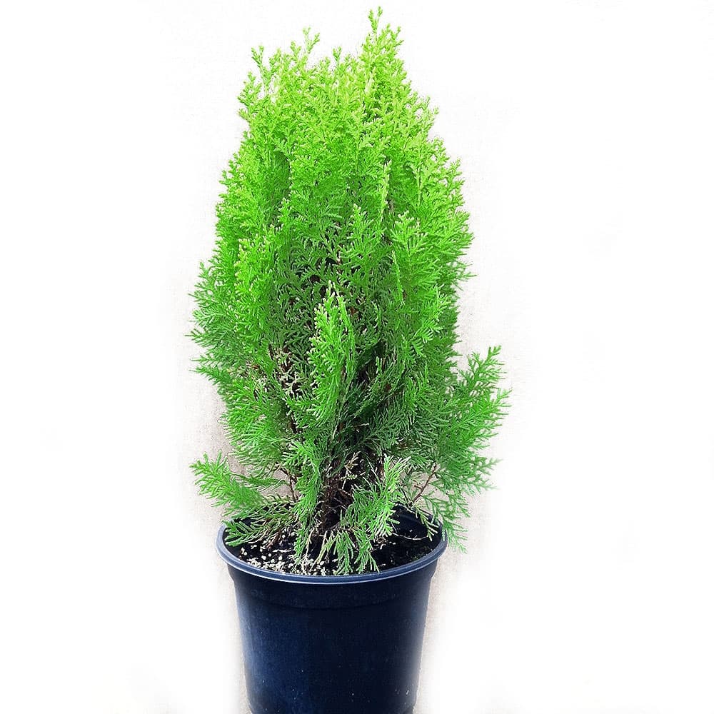 Източна туя Аурея Thuja Aurea nana