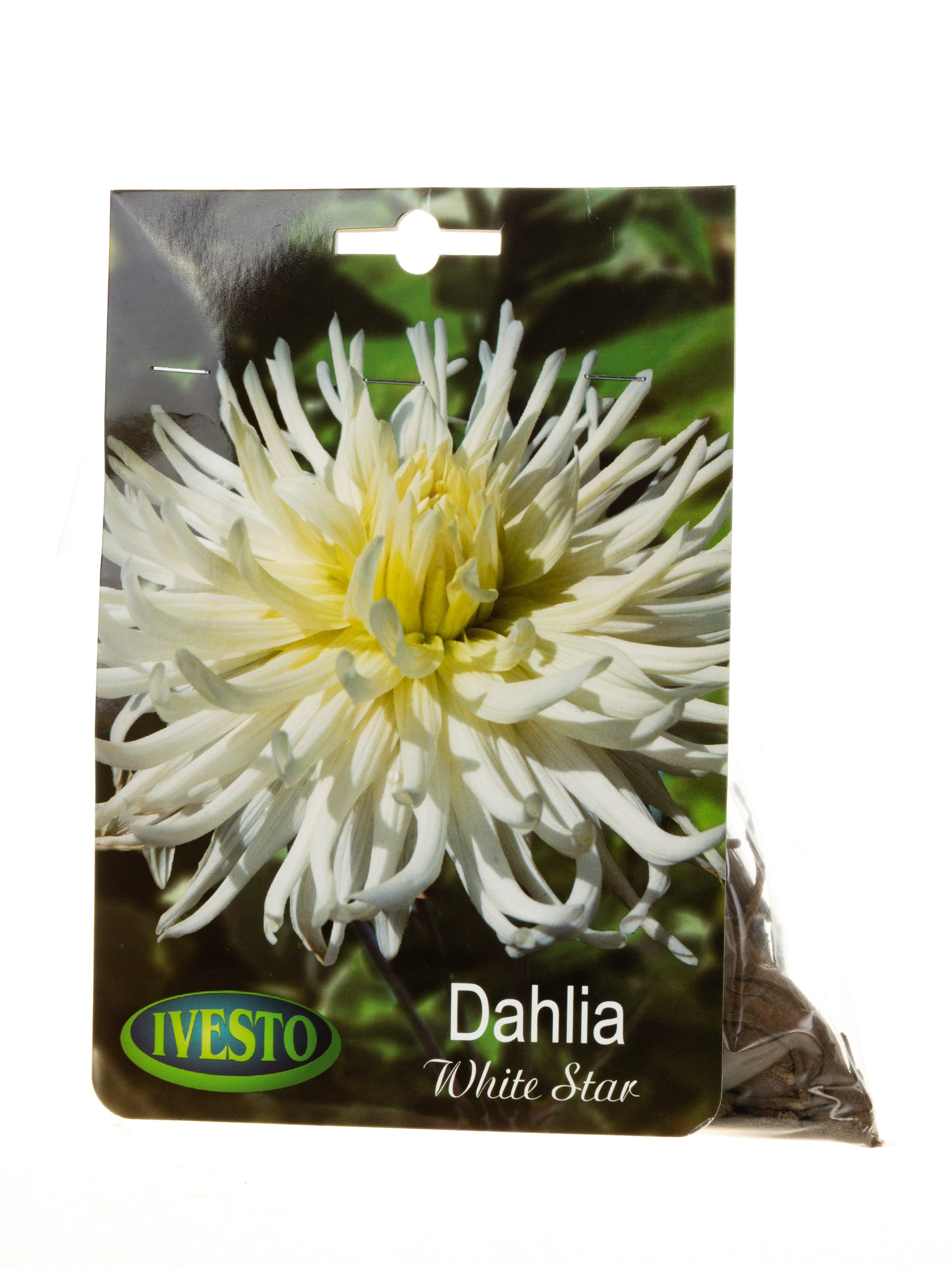 Луковици далия / Dahlia White Star Ivesto