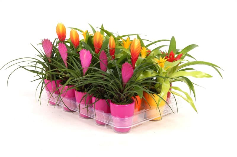 Бромелия Bromelia C7