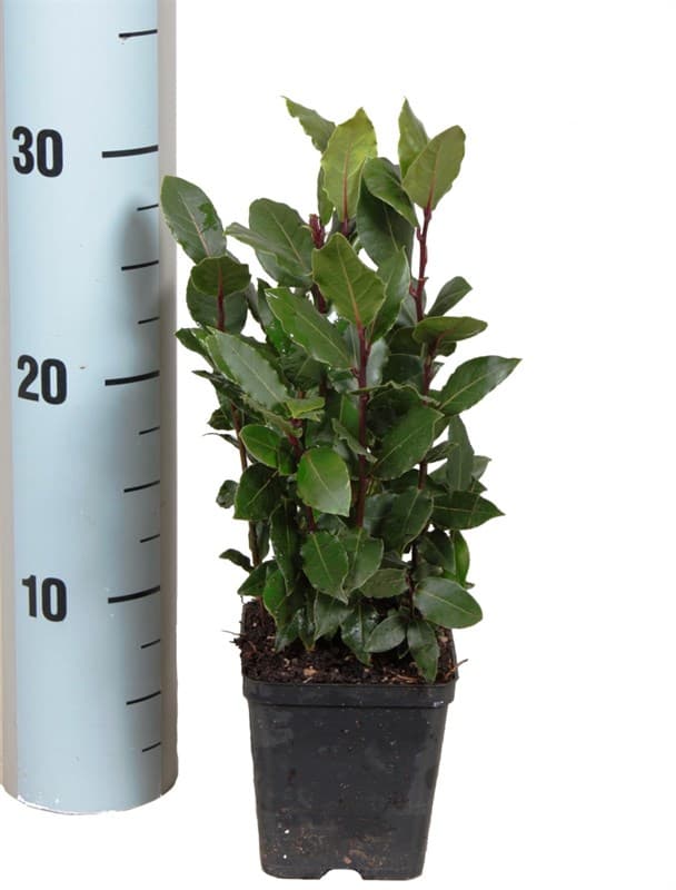 Дафинов лист Laurus nobilis C9