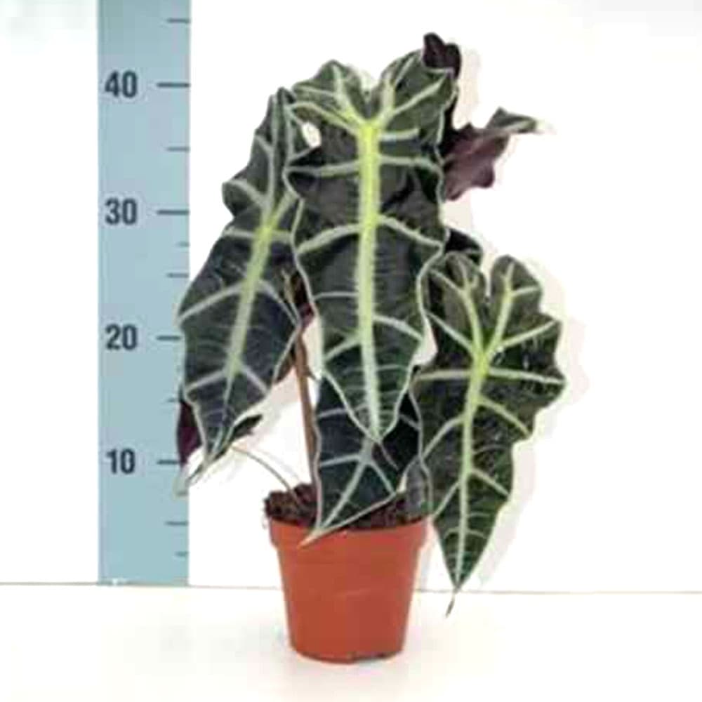 Алоказия Alocasia Polly C12