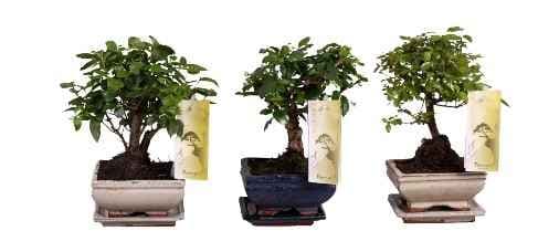 Бонсай Bonsai mix C12