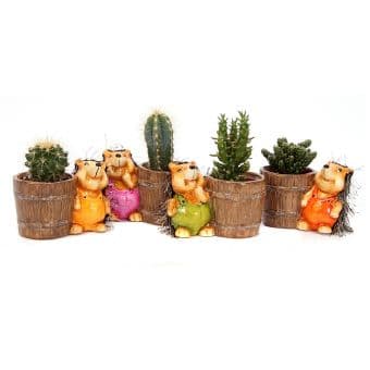 Кактус Cactus planter