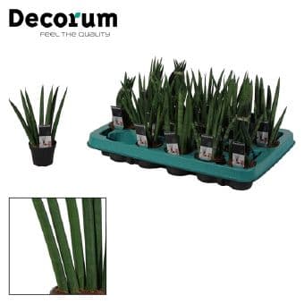 Сансевиерия Sansevieria C6