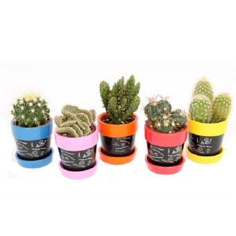Кактус Cactus C6