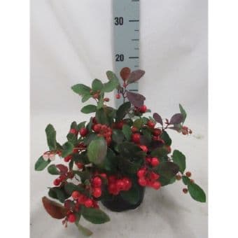 Гаултерия Gaultheria big berry C10