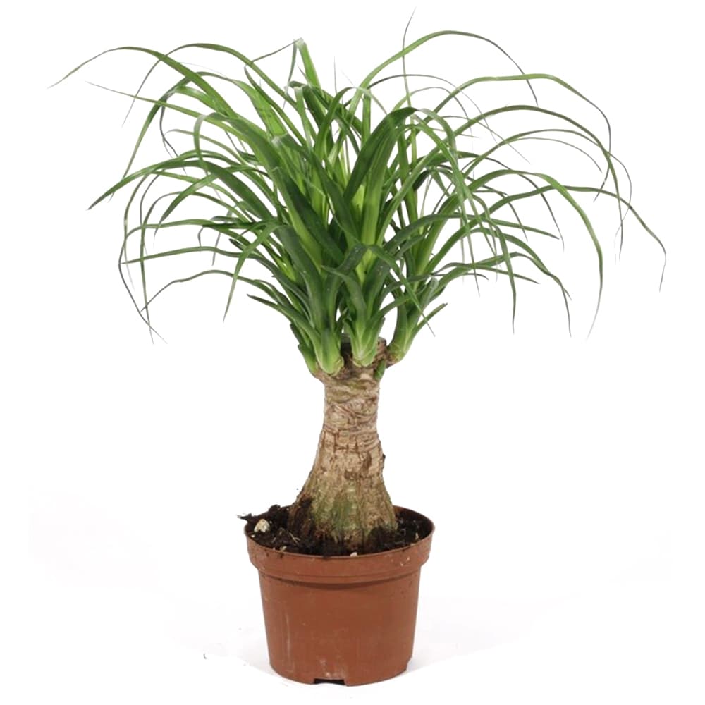 Нолина Nolina recurvata C9