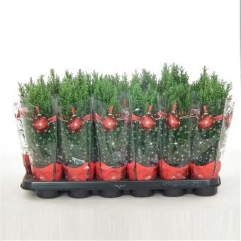 Лъжекипарис Еllwoodii kersthoes C9