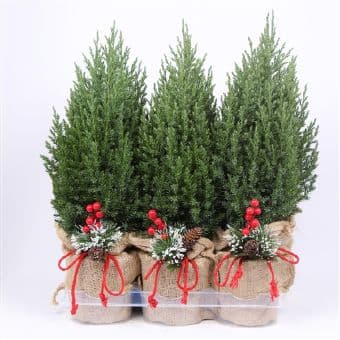 Коледен Юниперус Stricta C13