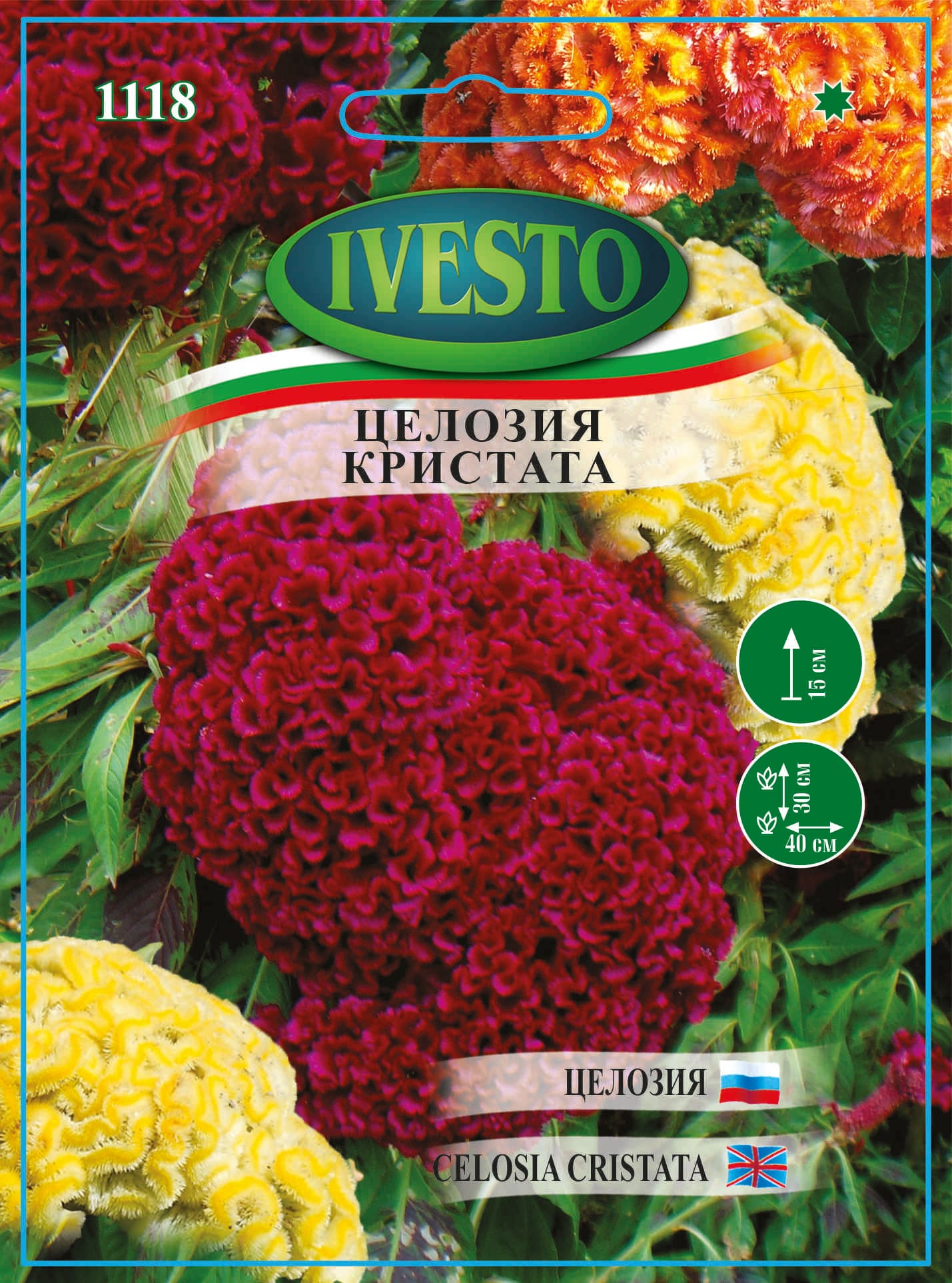 Цилизия Кристата / Семена за цветя  