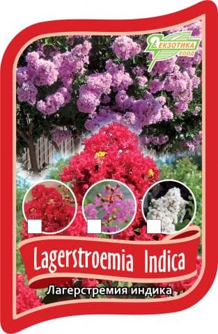 Лагерстремия Lagerstroemia indica d-34-45