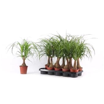 Бокарнея Beaucarnea C12