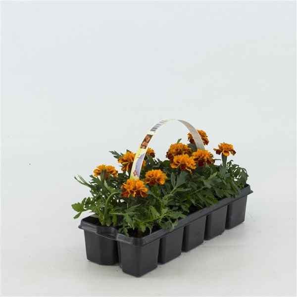 Тагетис / Tagetes x 10