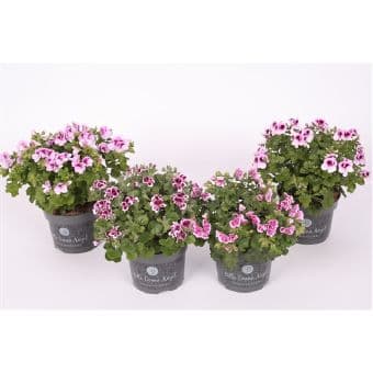 Пеларгониум Grandiflora angel C12