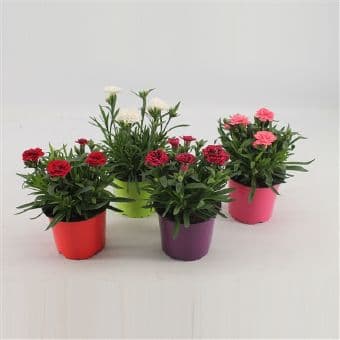 Карамфил Dianthus C12