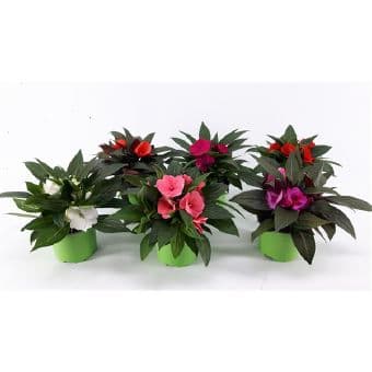 Импатиенс / Impatiens Nеw guinea C10